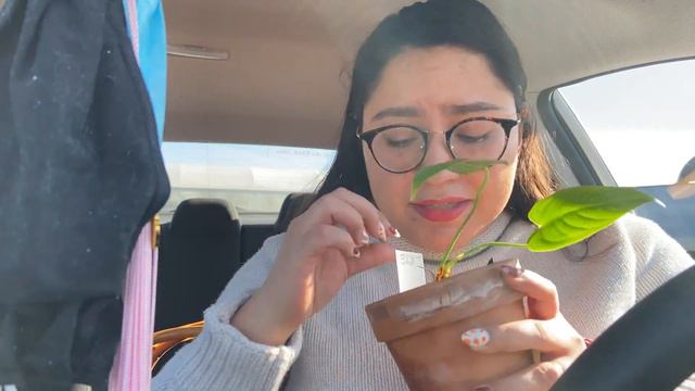 Missouri Houseplant Shopping | Meeting Becca De La Plants! смотреть онлайн