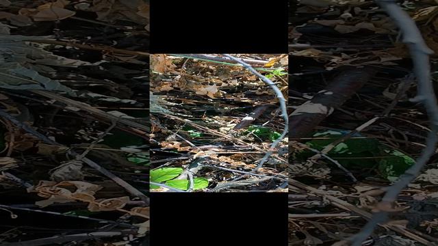 Птенцы выжили. У-Ра !!!