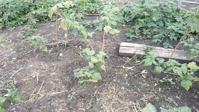 путешествие по теплицам, малина рубифол,марастар,бриллиантовая,жозефина,маргарита,полка,полана смотреть онлайн