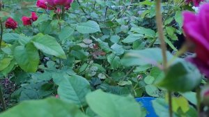 Roses: Gabriel Oak