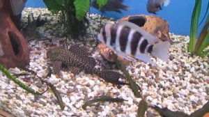 Парчовый птеригоплихт. Содержание сомов в аквариуме.