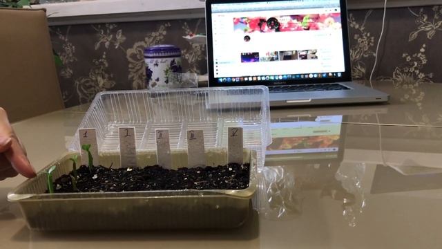 Результат посадки семян адениума с AliExpress. Result of Adenium Seed Planting with AliExpress смотреть онлайн