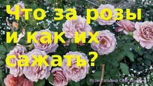 Секреты посадки роз  Гармоничная клумба