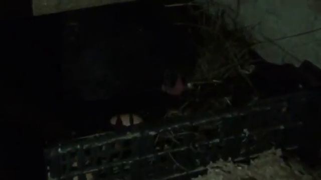 Курица австралорп села на гнездо смотреть онлайн