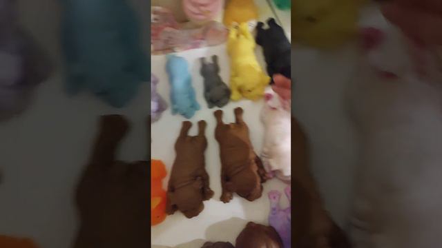 Сквиши собачки, обзор смотреть онлайн