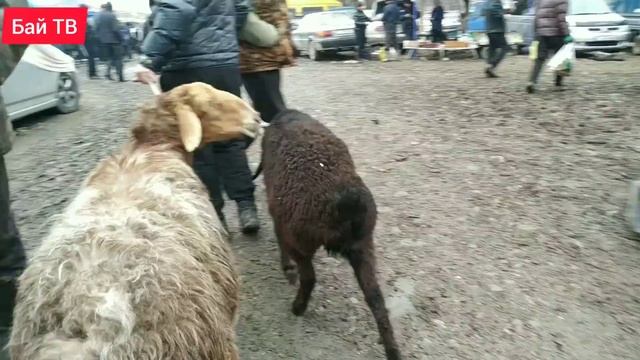 Өзгөн мал базары! Базар оозундагы реалдуу баалар ??? 07.03.2021 смотреть онлайн