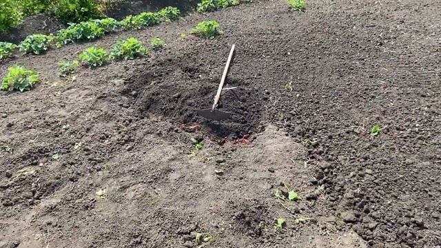 Выкопала Клубнику?там Хрущ Бороздняк смотреть онлайн