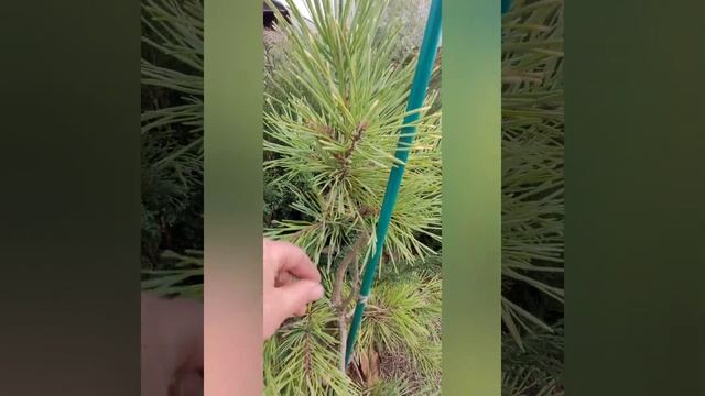 Pinus sylv. 'Gold Medal'(Сосна обыкновенная 'Gold Medal') смотреть онлайн