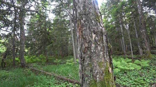 Обзор дерева "берёза" на севере Сахалина . Удивительный Сахалин. смотреть онлайн