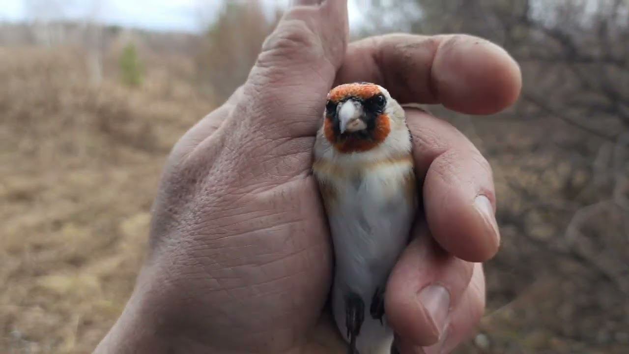 Ловля птиц, на новом месте 30.10.2022 год. смотреть онлайн