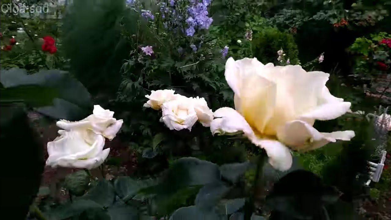 Розы первого года посадки.Кормить или нет? смотреть онлайн