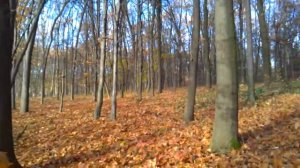 Дубовий гай