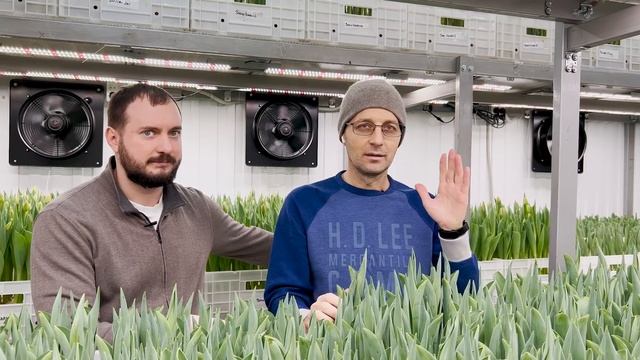ПЕРВАЯ СРЕЗКА ТЮЛЬПАНОВ В ЯНВАРЕ | Выгонка в помещении круглый год смотреть онлайн