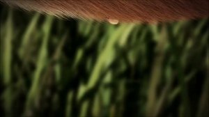 Как клещи попадают на собак и что происходит