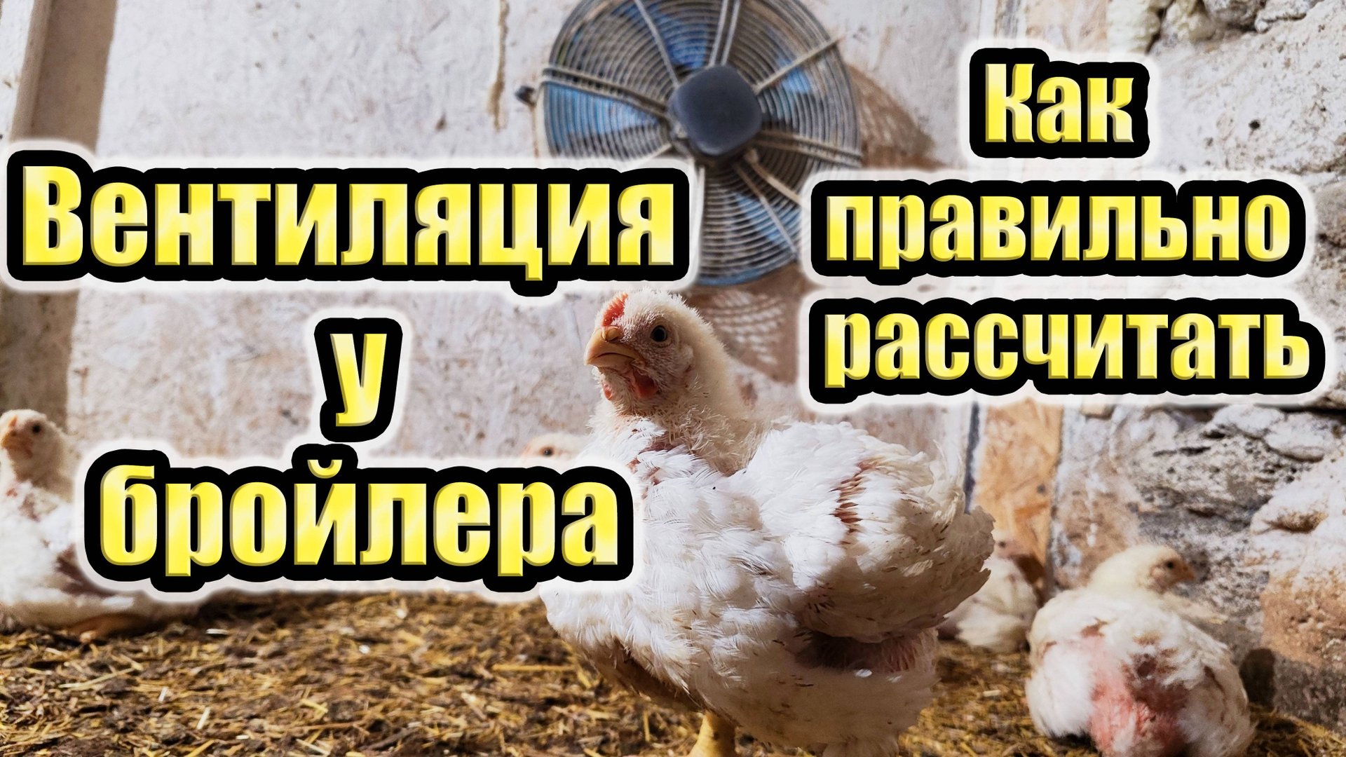 Вентиляция в птичнике смотреть онлайн