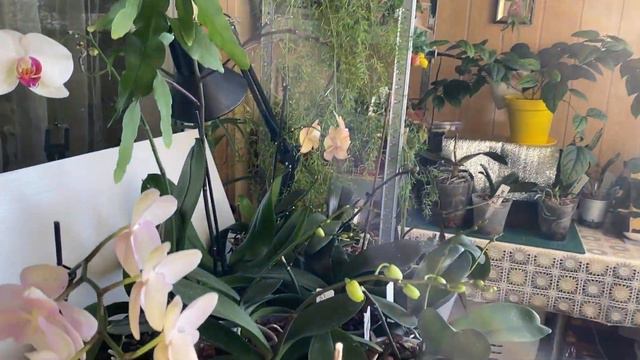 УТРО на моем балконе / ВЛОГ смотреть онлайн