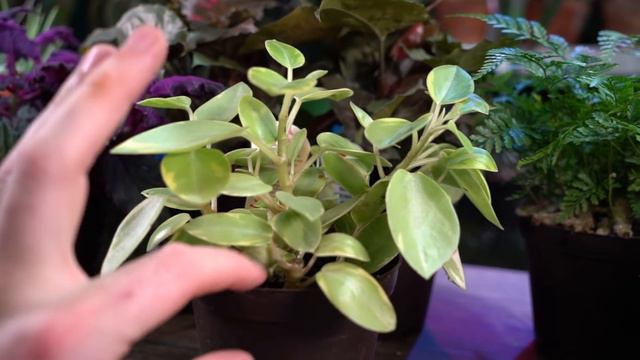Colorful Houseplant Haul! смотреть онлайн