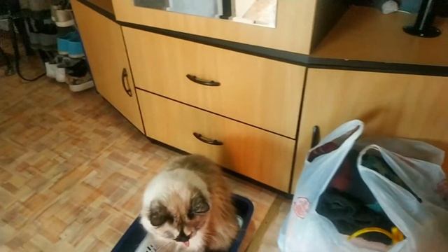 Хотела взять кошку Боню на дачу! Что из этого вышло?! смотреть онлайн