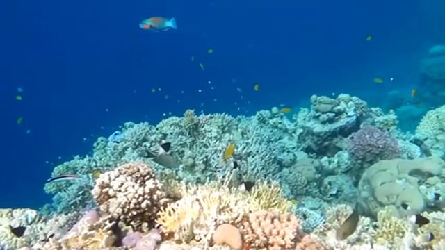 RELAX! Спокойная, релаксирующая музыка Яркие краски Подводного мира смотреть онлайн