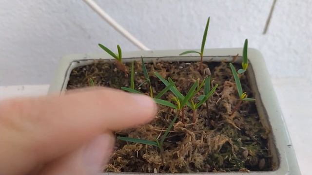 Проращивание семян бонсай в мхе сфагнуме! Результат проращивания семян бонсай! Bonsai Seeds.