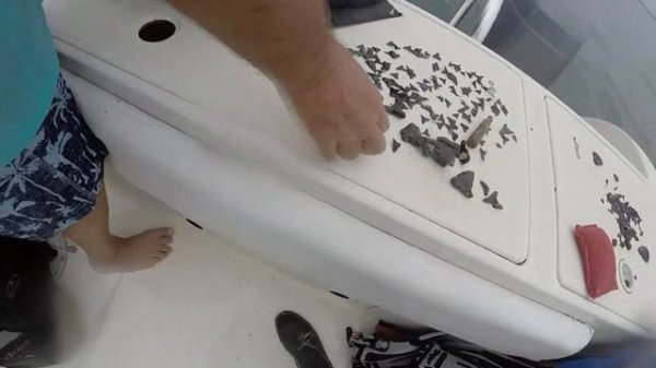 Finished product of gulf coast fossil dive. Venice Florida