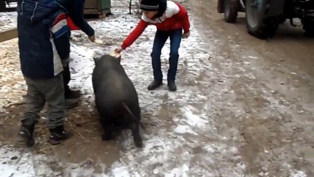 Как оседлать кабана смотреть онлайн