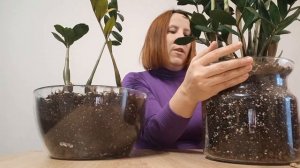 СМОРЩИЛСЯ 😱 СТВОЛ у замиокулькаса. Причины. Что делать?