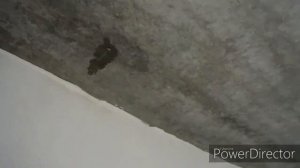 Вода в плитах перекрытия,не правильный застройщик.