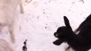 Как одеть козлам резинки без эластратора