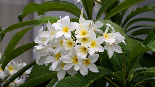 Plumeria Flowers In The Rain Set To Relaxing Music In 4k UHD