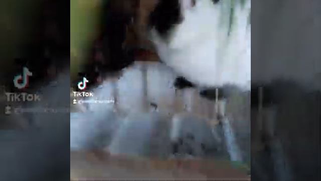 Калифорнийские кролики. Кормление смотреть онлайн