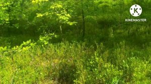 грабли для сбора черники, брусники!!!тест, мнение.