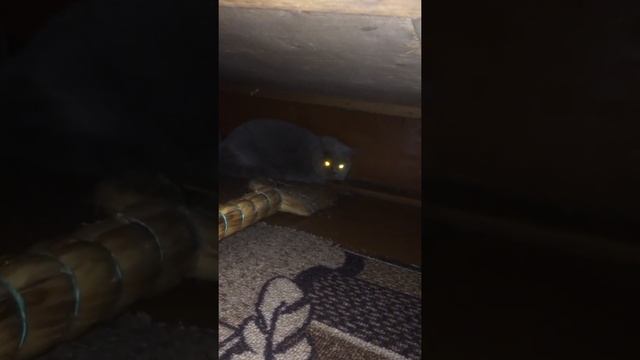 Кошка Мила шипит и рычит реакция на маму папу и Никиту моего брата смотреть онлайн
