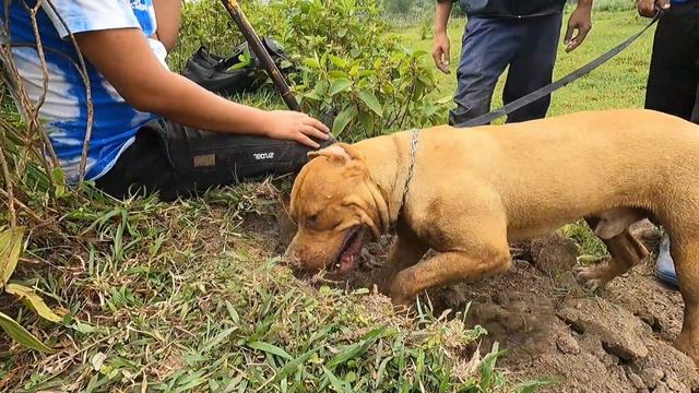 Brave Pitbull Digs Burrows to Catch Giant Snakes смотреть онлайн