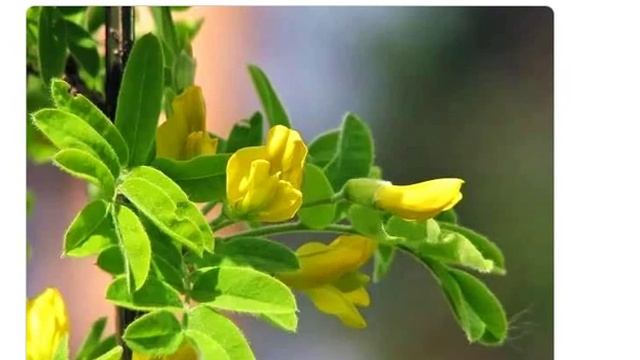 Акация желтая( Caragana arborescens ) смотреть онлайн