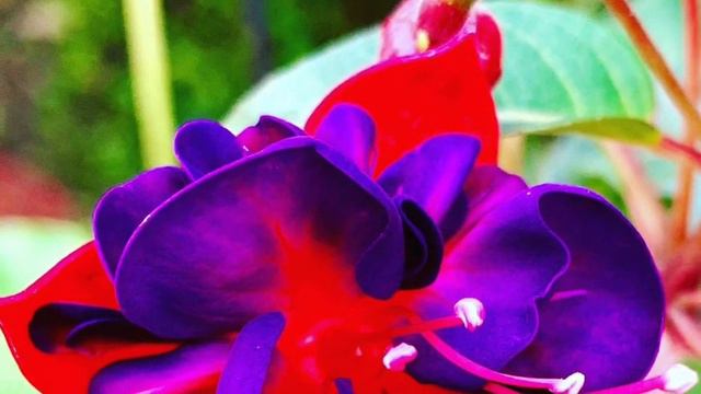 21-How to grow cuttings of fuchsia and it’s care. смотреть онлайн