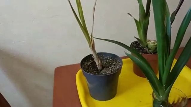 Гузмания размножение . Итоги!