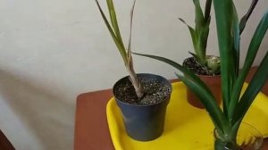 Гузмания размножение . Итоги!