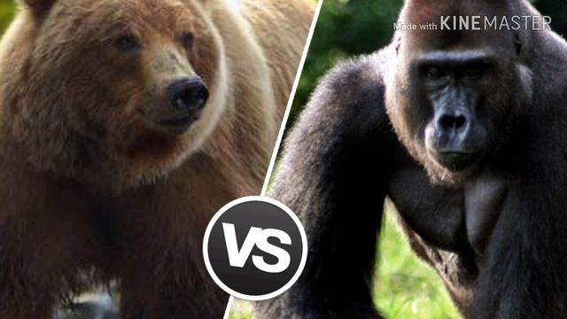 Бурый медведь против гориллы . Битва животных . смотреть онлайн