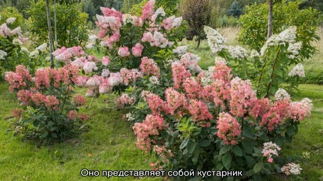 Гортензии в ландшафтном дизайне — с какими растениями сочетаются на клумбе