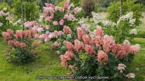 Гортензии в ландшафтном дизайне — с какими растениями сочетаются на клумбе