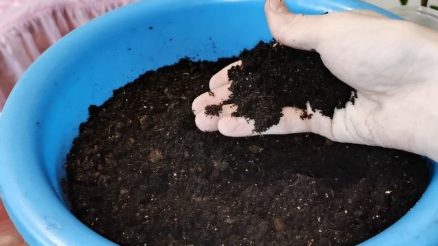 Пикировка клубники без потерь. Земляника садовая из семян. смотреть онлайн