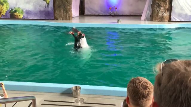 Дельфинарий ? Лазаревский. Лазаревское. Выступление Белухи смотреть онлайн