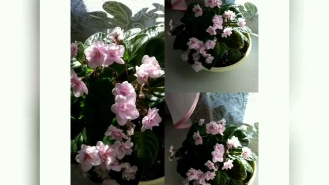 МНОГО ФОТО ЦВЕТУЩИХ ФИАЛОК С НАЗВАНИЯМИ СОРТОВ ??? смотреть онлайн