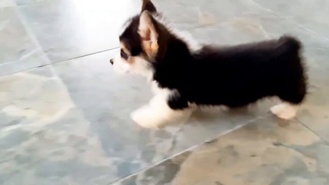 КОРГИ ПЕМБРОК l ГОТОВИМСЯ И РАСТЁМ l WELSH CORGI PEMBROKE смотреть онлайн