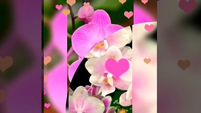 🌏🥰Музыкальное поздравление с Днём Рождения для женщин!!! Happy Birthday fo a womans!!! смотреть онлайн