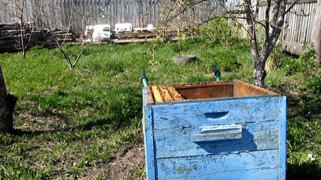 Развитие отводка в течении сезона-2013 смотреть онлайн