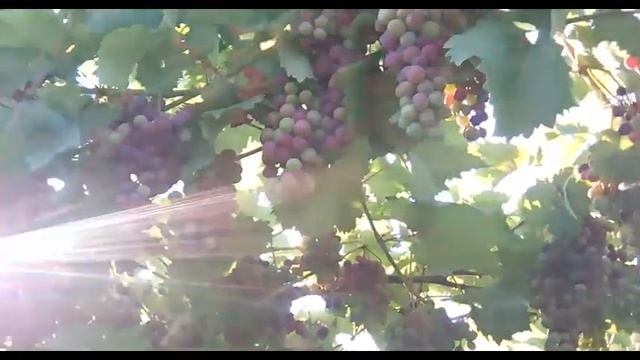 Виноград 2017! Мой Виноград Молдова!! Урожай с кустов!!! смотреть онлайн