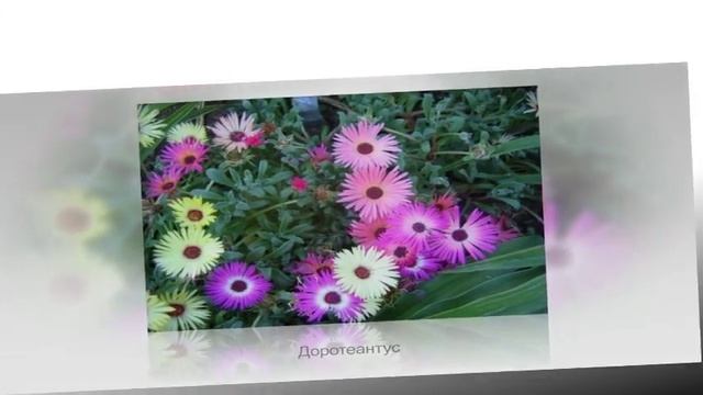 Какие растения подойдут для ОЗЕЛЕНЕНИЯ БАЛКОНА смотреть онлайн