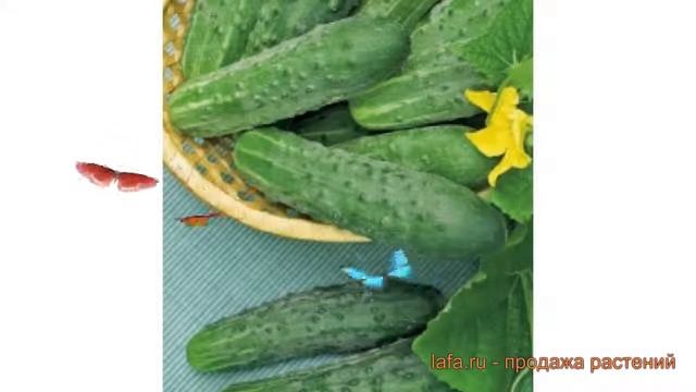 Огурец обыкновенный Барон F1 (baron f1) ? огурец Барон F1 обзор: как сажать семена огурца Барон F1 смотреть онлайн